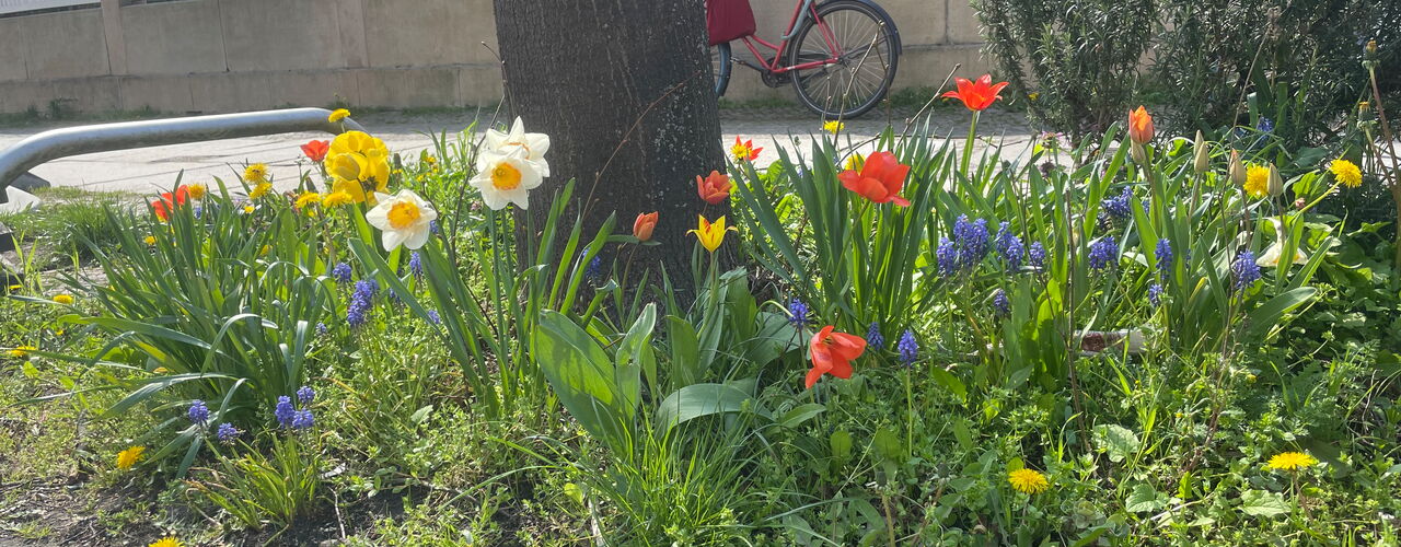 bepflanzte Baumscheibe, umrahmt von Ästen