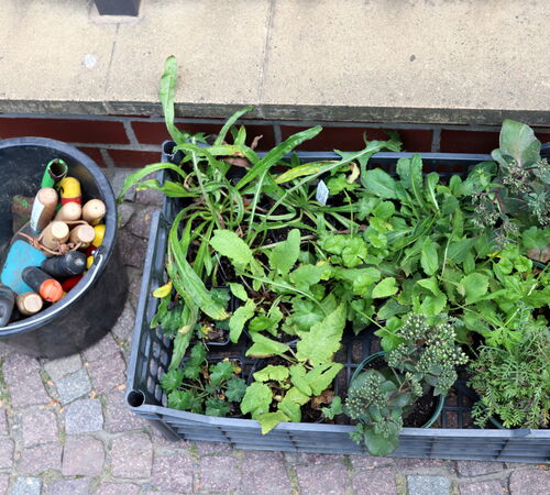 Pflanzkiste mit Wildstauden