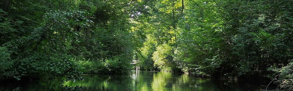 Der Floßgraben liegt im Leipziger Auwald