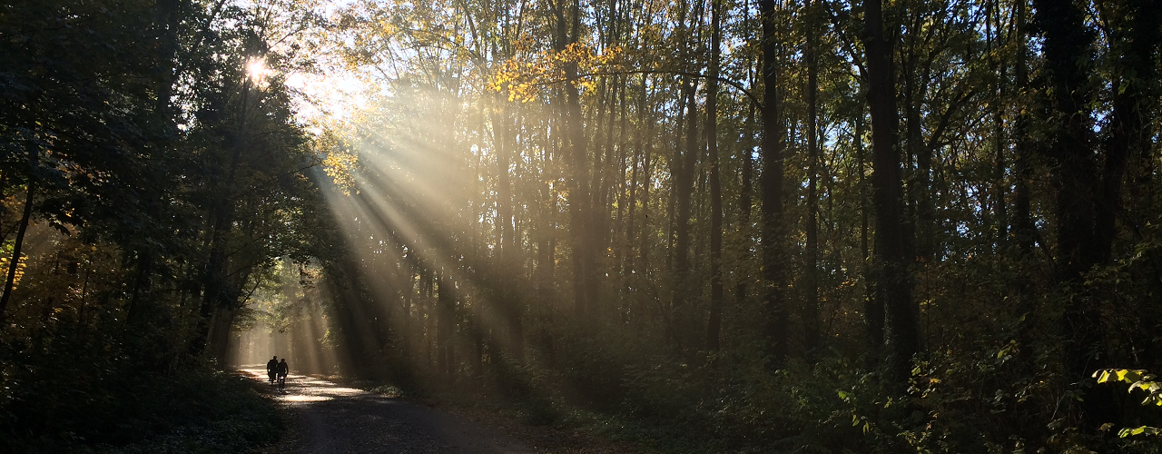 Herbst im Leipziger Auwald