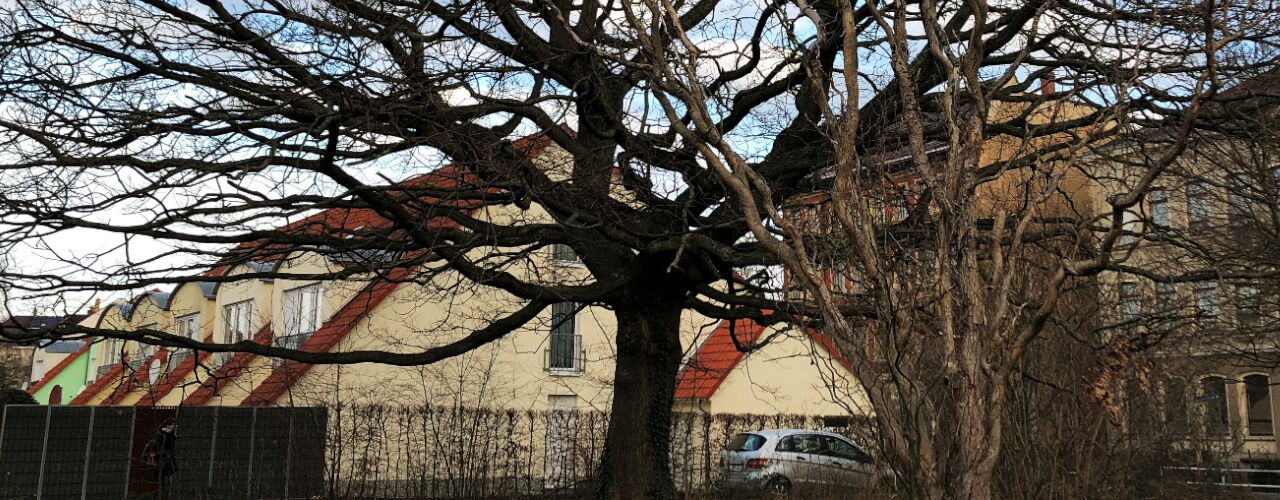 Stünzer Eiche (Ecke Zweenfurther Str./Kötzschkestr.), Foto: O. Dunker