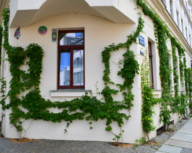 Gebäudebegrünung Leipzig