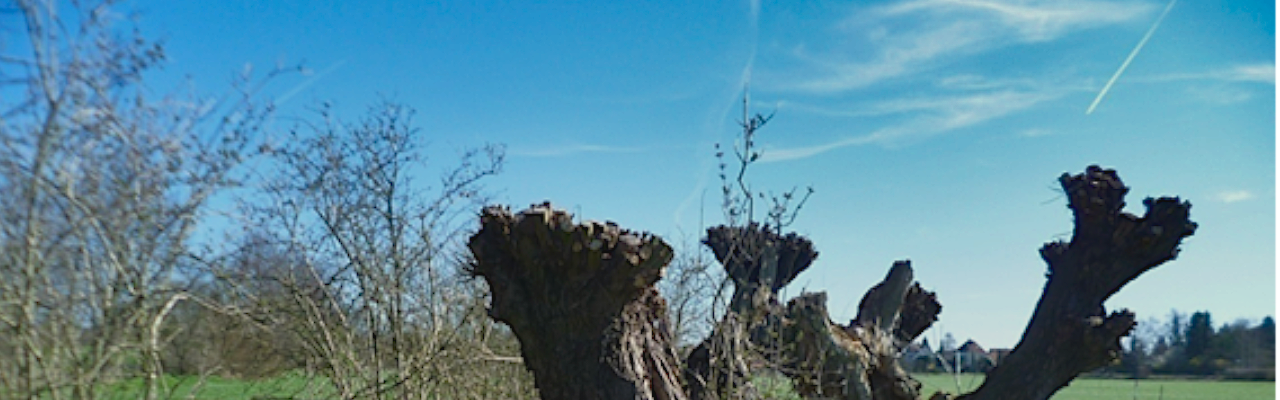 Weinteichsenke Makkleeberg