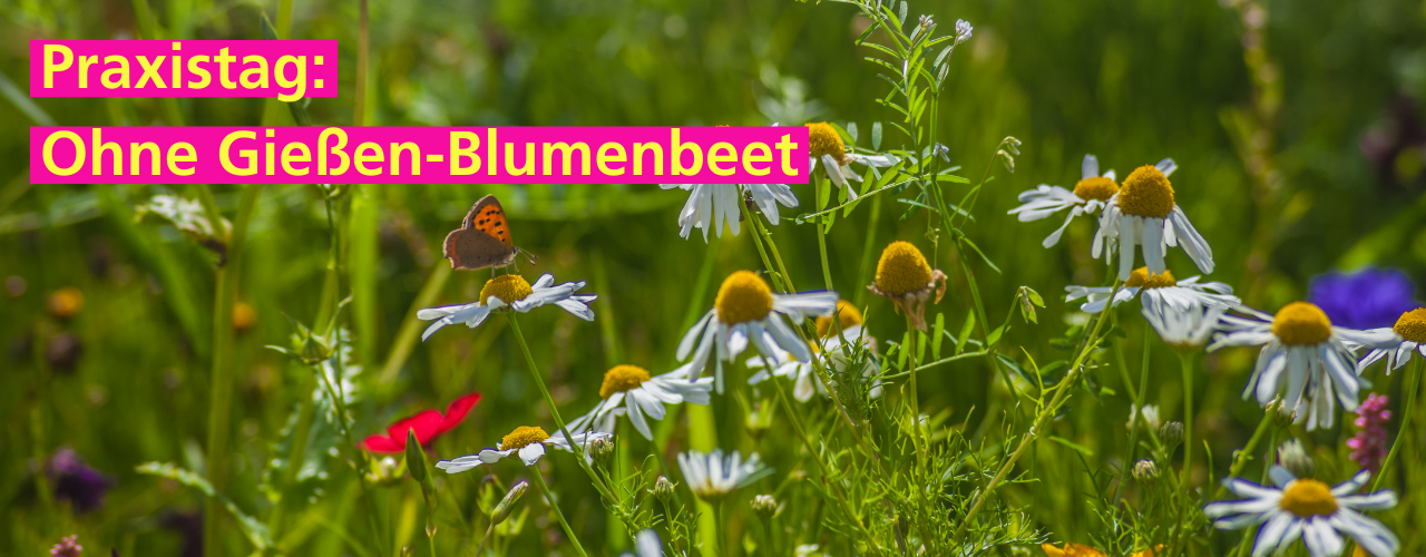 Stadtgarten Connewitz