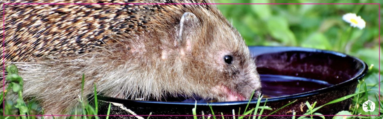 Igelt trinkt Wasser aus einer Trinkschale