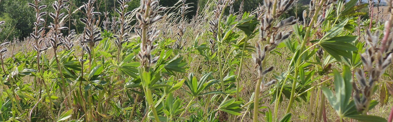 Pflegeeinsatz auf einem Trockenrasen