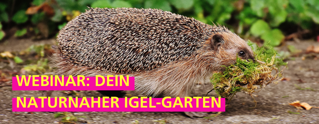 Stadtgarten Connewitz