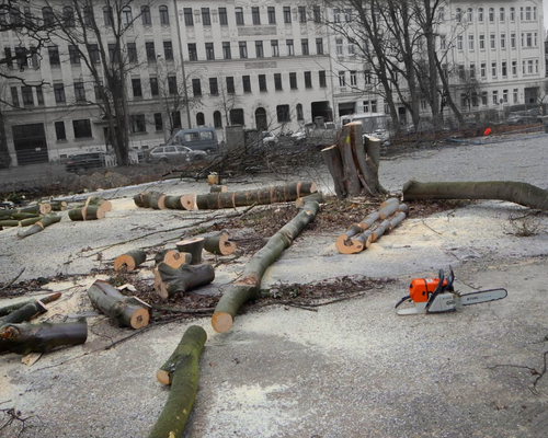 Gefällter Baum in Leipzig