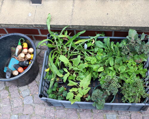 Pflanzkiste mit Wildstauden