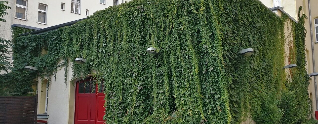 Erfolg: Städtische Gebäude werden begrünt