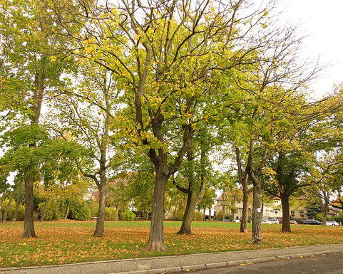 Bäume auf Grünfläche in der Eigenheimstraße