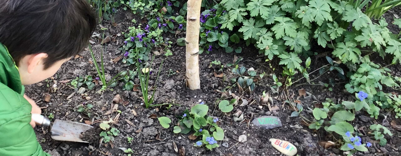 Jemand pflegt eine blühende Baumscheibe.