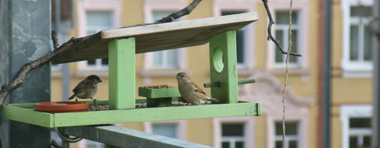 Spatzen an Futterhäuschen auf Balkon