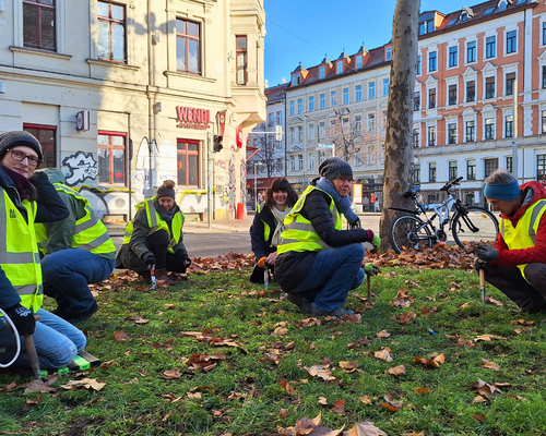 Menschen beim Frühblüher-Stecken