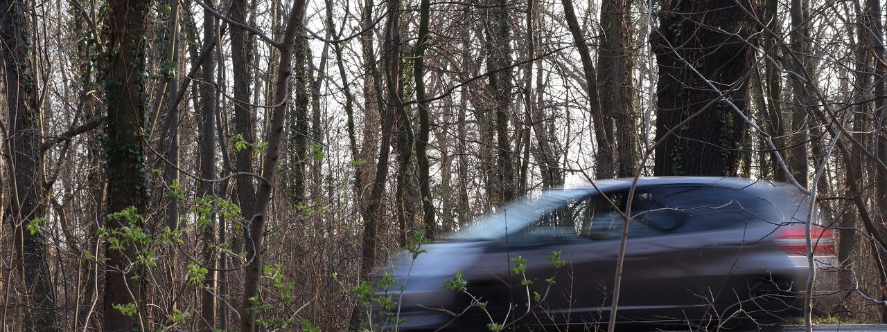 Straße druch Auwald