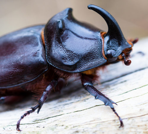 Nashornkäfer