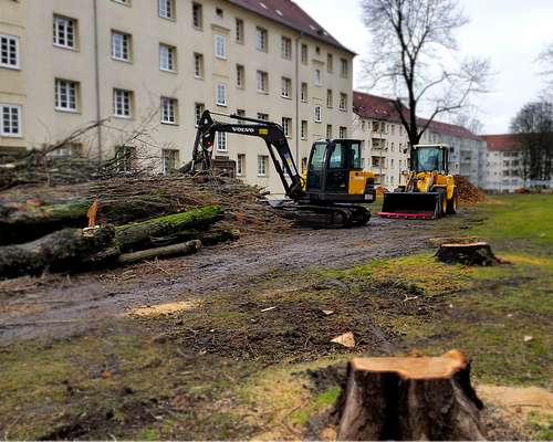 Baumrodungen in der Bernhard-Göhring-Straße