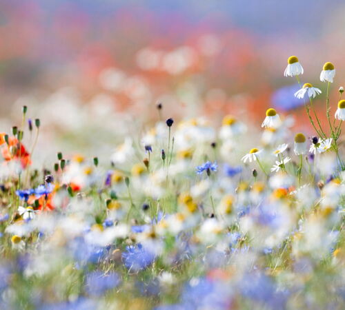 blühende Wildblumen