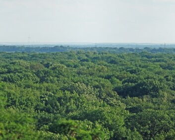 Auwald mit Skyline von Leipzig im Hintergrund