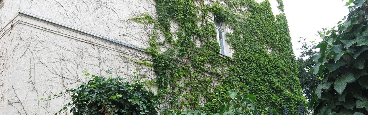 Kletterpflanzen an einer Hausfassade