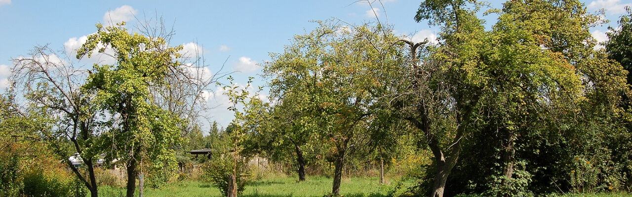 Sommeraspekt auf einer Streuobstwiese