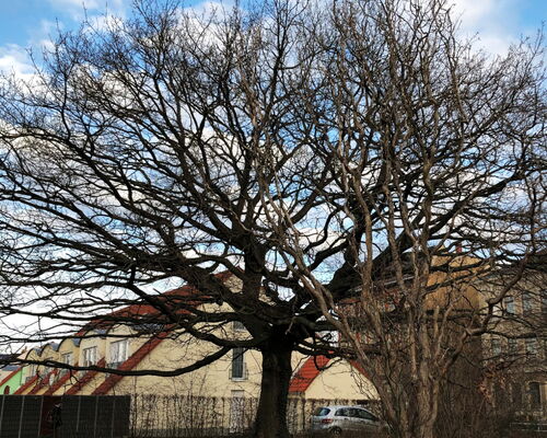 Stünzer Eiche (Ecke Zweenfurther Str./Kötzschkestr.), Foto: O. Dunker