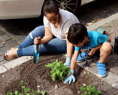 Eine Baumscheibe wird bepflanzt