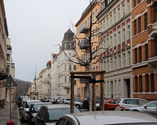 Blick auf neu gepflanzte Bäume in der Kochstraß0e
