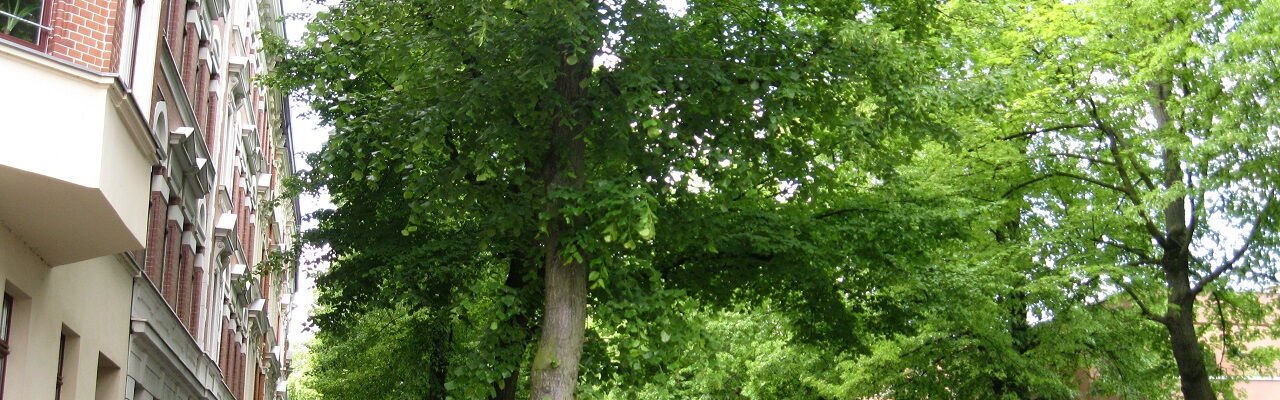 Holbeinstraße: alte Straßenbäume