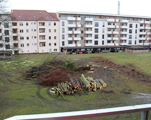 Abholzung im Innenhof