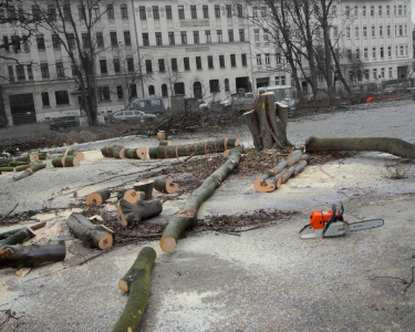 Ein gefällter Baum liegt zerstückelt auf dem Boden irgendwo in Leipzig, daneben eine Motorsäge