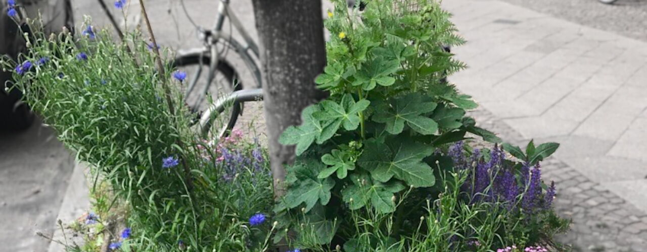 Begrünte Leipziger Baumscheibe