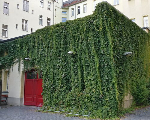 Erfolg: Städtische Gebäude werden begrünt