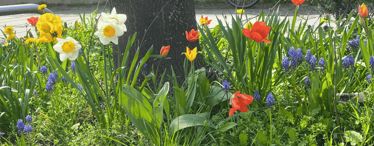 Frühblüher blühen auf einem Leipziger Baumbeet
