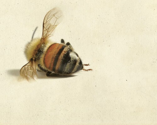 Ausschnitt Buchcover 'Die Geschichte der Bienen' von Maja Lunde