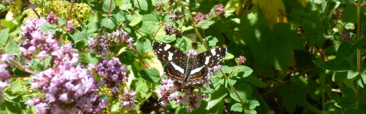 Schmetterling Landkärtchen im Stadtgarten