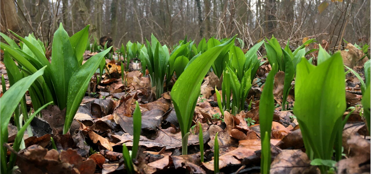Bärlauch ohne Blüte im Leipziger Auwald