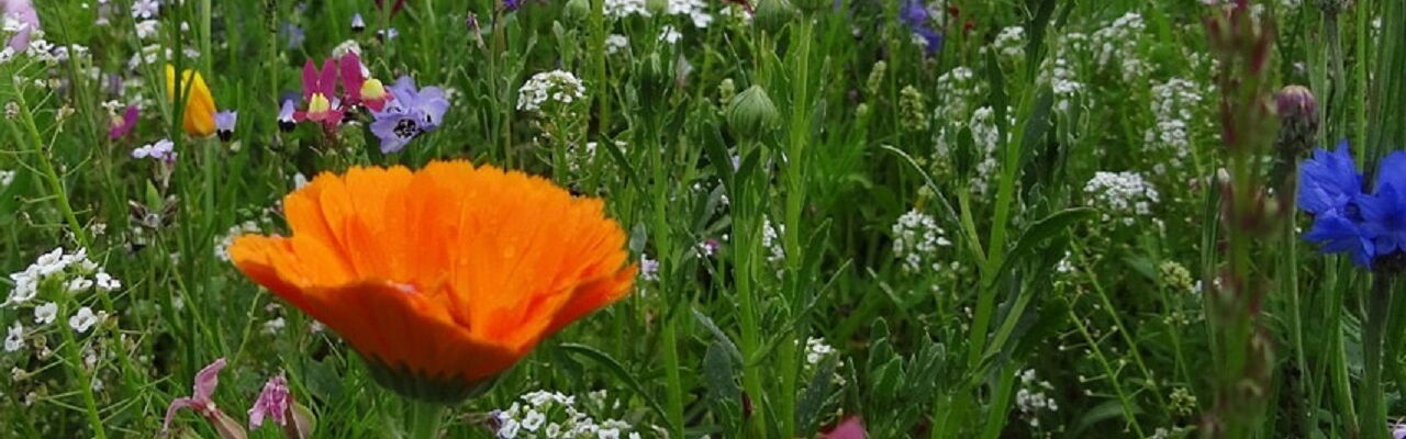 Blühende Wildblumen