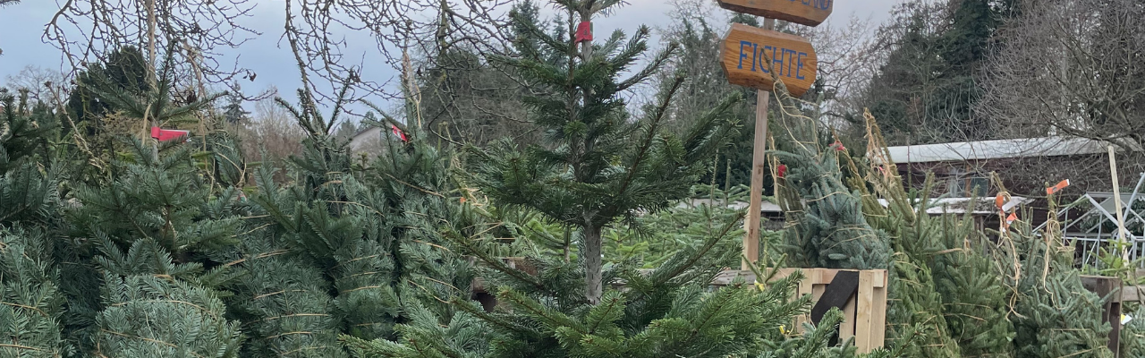 Weihnachtsbaum