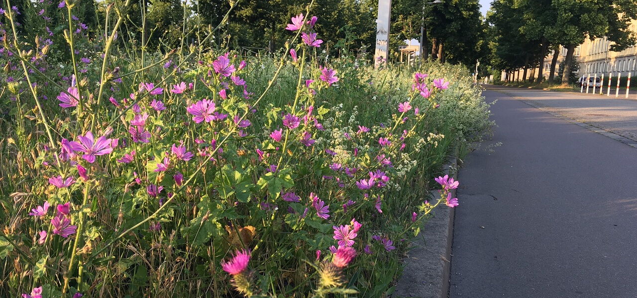 Blühstreifen an der Jahnallee