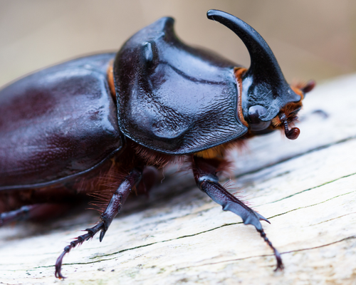 Nashornkäfer
