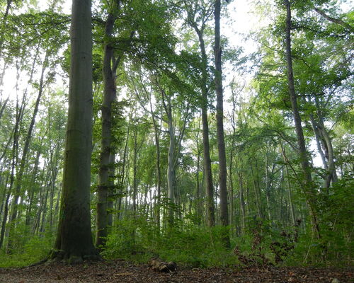 Auwald mit grünen Blättern