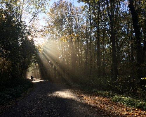 Herbst im Leipziger Auwald