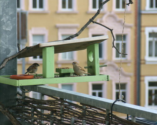 Spatzen an Futterhäuschen auf Balkon