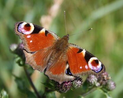 Schmetterling auf Blume