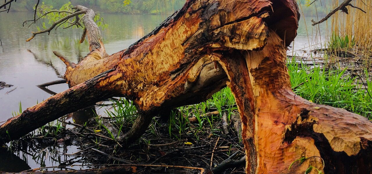 Biberfraßspuren am Elsterbecken