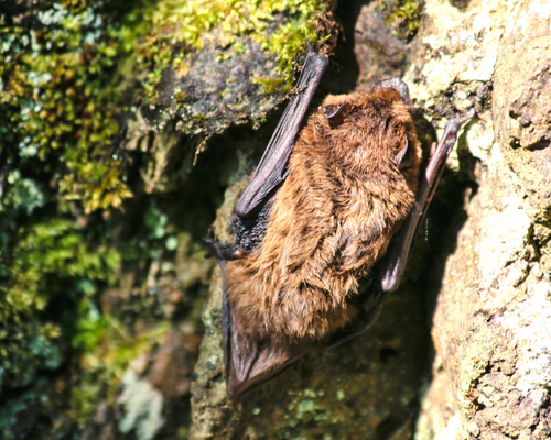 NashornkäferZwergfledermaus