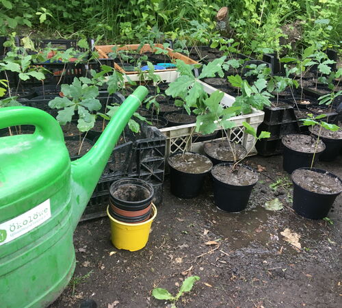 Umgetopft um auszuziehen: kleine Eichen im Stadtgarten Connewitz
