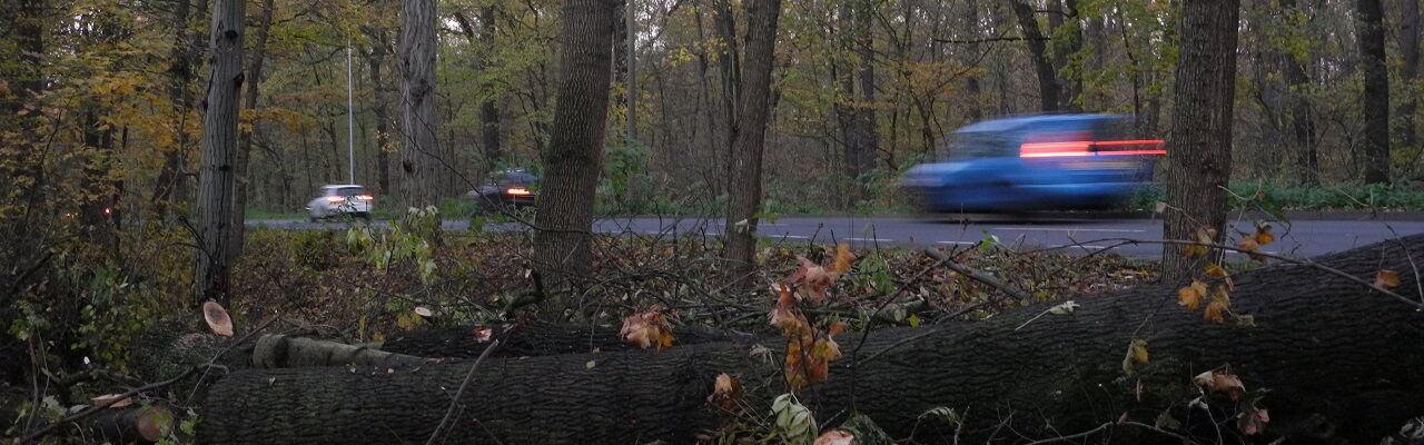 Auto fährt durch den Auwald