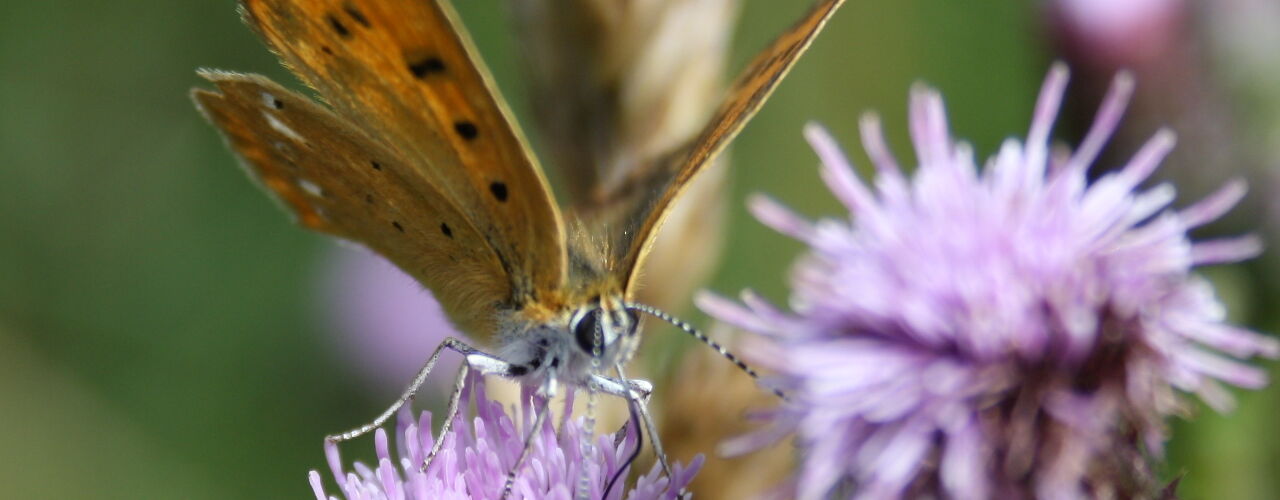 Distelfalter